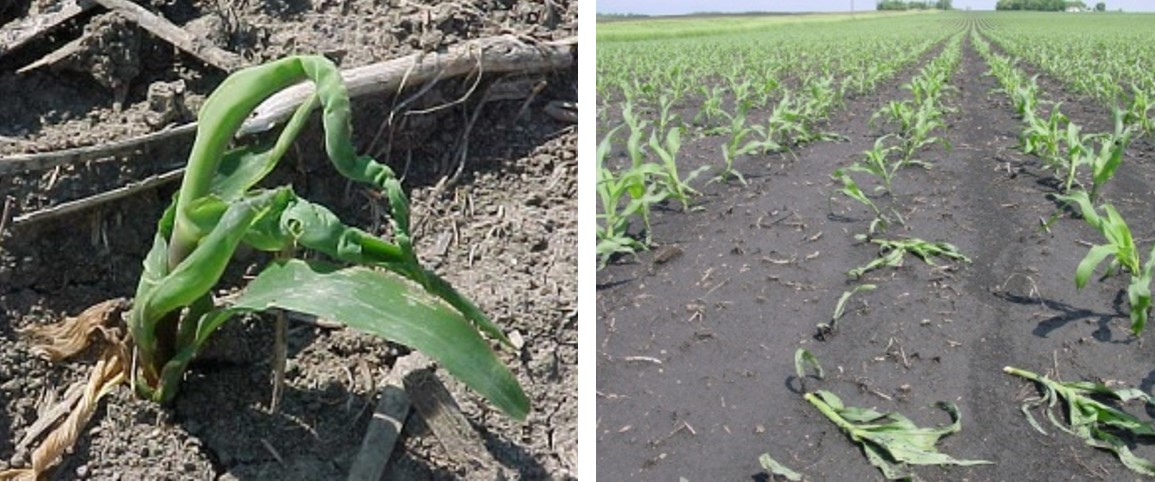 Group 4 herbicide injury in corn.