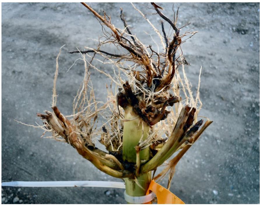Heavy corn rootworm feeding on unprotected root. Corn rootworm damage reduces a plant’s structural support and makes it more susceptible to lodging.