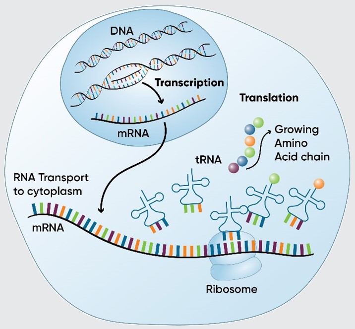 There are two primary processes involved in producing proteins from genetic information coded in DNA: transcription and translation