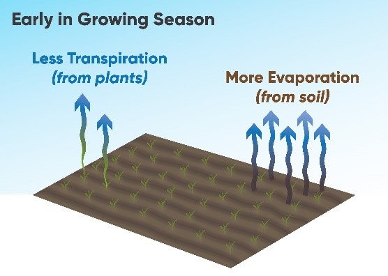 Early in the growing season, more water leaves the soil through evaporation compared to the small amount transpired by the small plants.