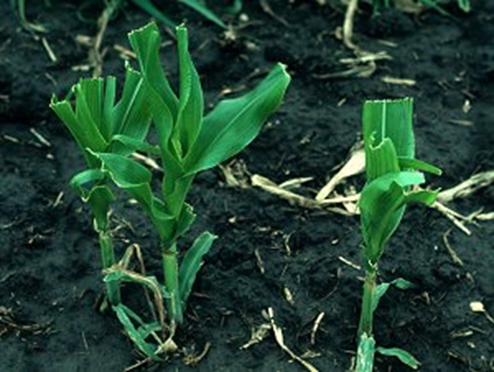 Frost-damaged corn plants two weeks after frost. Clipped 3 days after the frost