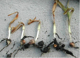 Corn seedlings with a range in damage from frost injury when plants were at V1-V2 stages.