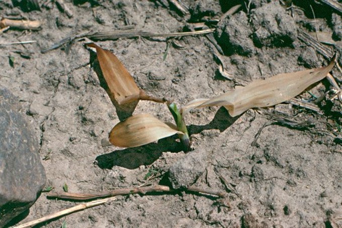 Corn seedling damaged by frost at the V2 stage, two warm days after damage occurred.