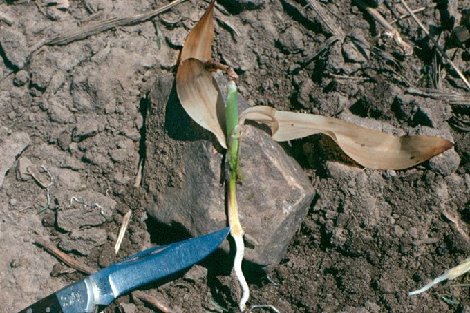 La plantule de maïs de la photo 4 disséquée pour montrer le point de croissance.