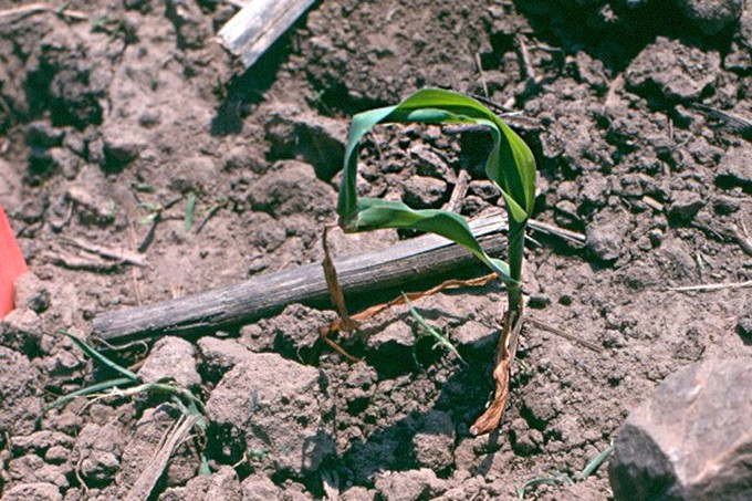 Plantules de maïs dans le même champ, avec un niveau de dommage similaire à celui des plantules des photos 4 et 5, huit jours chauds après l’apparition des dommages.