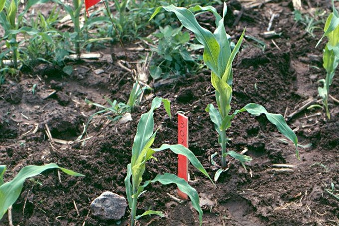 Corn plant left of the stake is same plant as in Figure 6, 20 warm days after damage occurred.