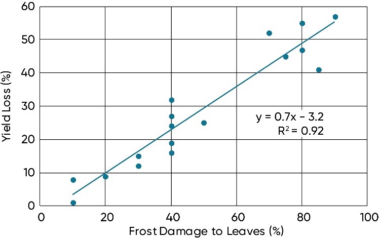 Yield loss for corn when frost damage occurs at the 7 to 10 leaf collar stage of maturity