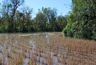 flooded soybean field