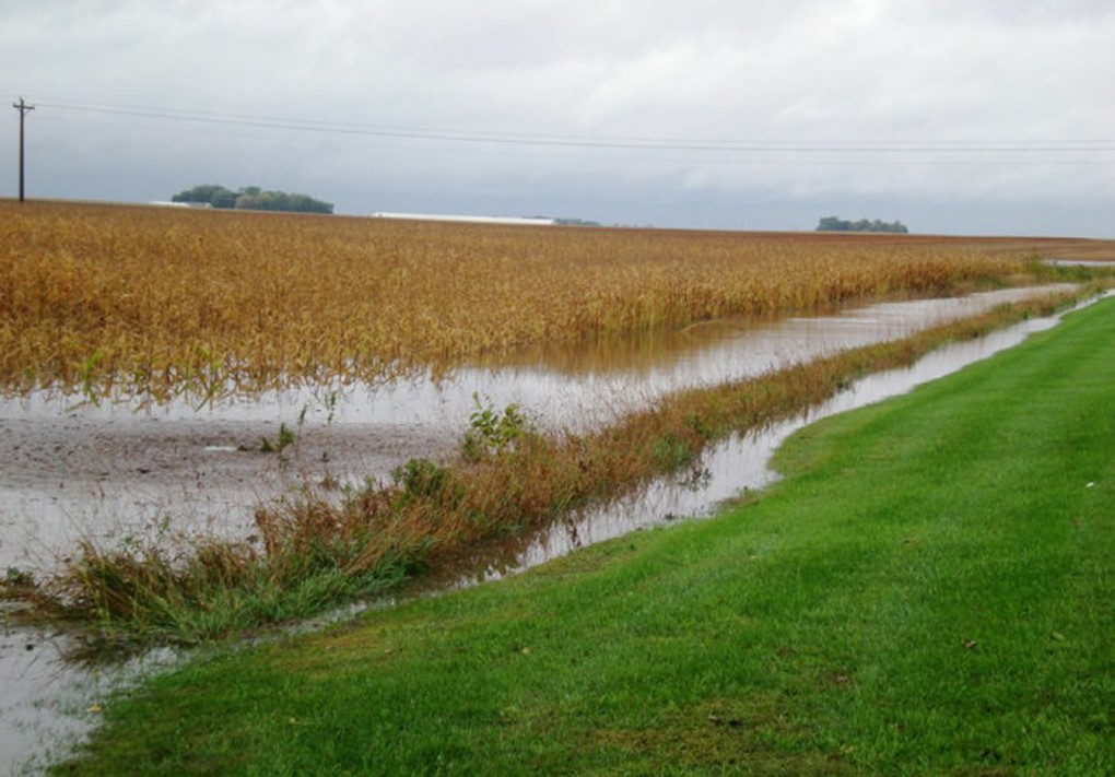 flooded corn field