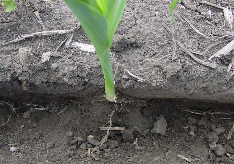 Wet soils at planting can lead to sidewall smearing that restricts optimum nodal root growth and yield potential. 