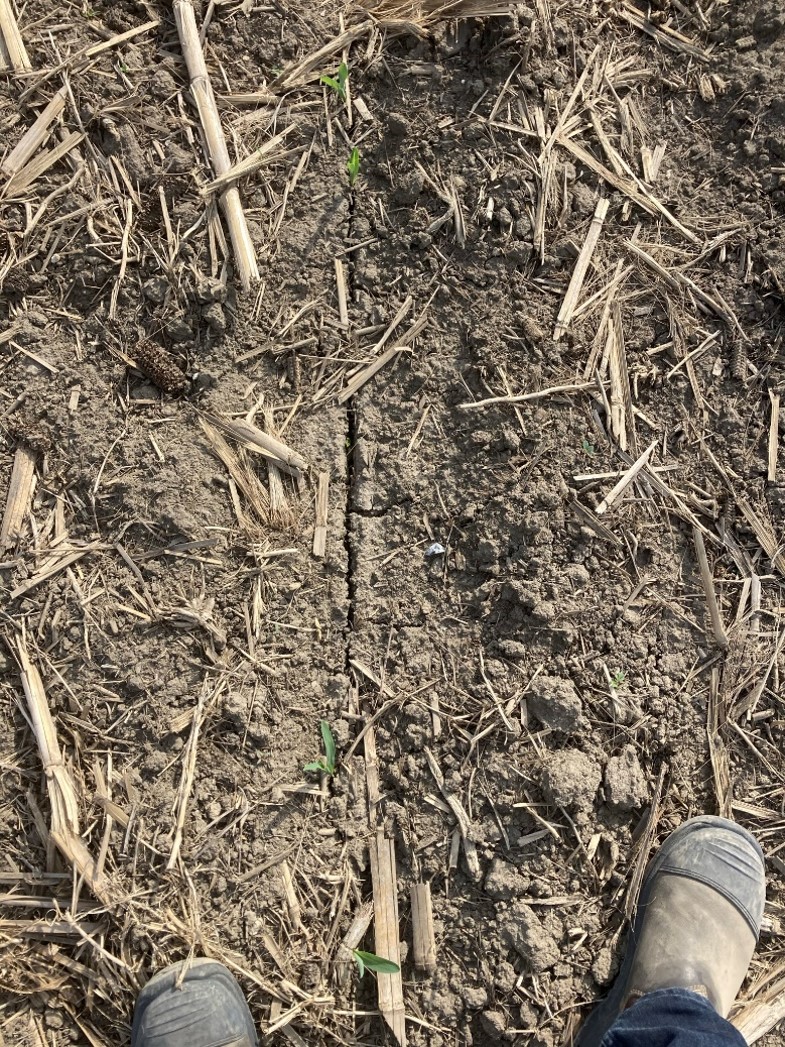 Planting into wet soils caused an open seed trench resulting in uneven emergence and poor stands.