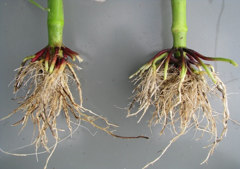 The roots on the left are from a plant that experienced sidewall smearing