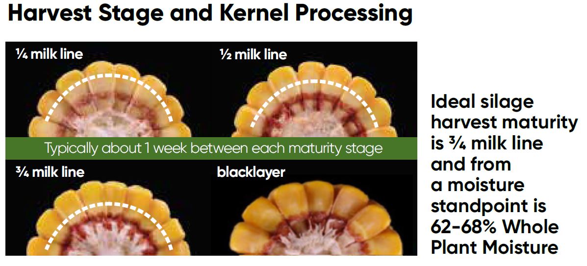 Harvest stage and kernal processing