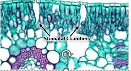 Stomatal Chambers