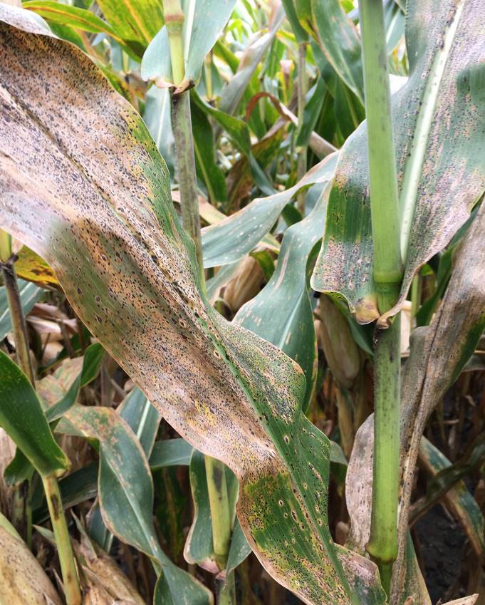 Corn leaves infected with tar spot in a field in Illinois in 2018.