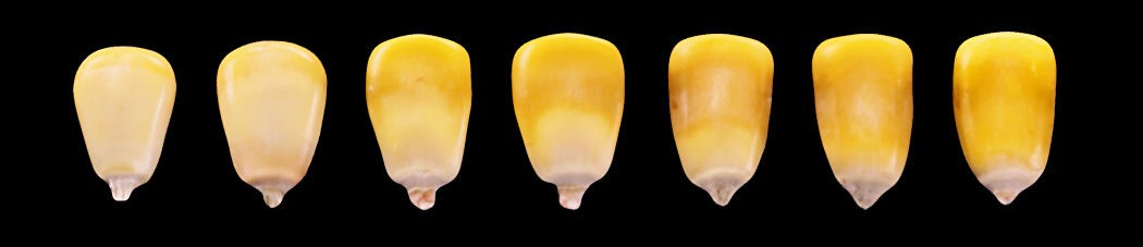 Progression of milk line in corn kernels from R5, or early dent (left) to R6, or physiological maturity (right)