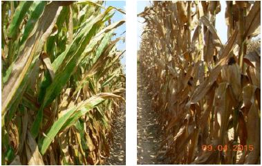 Corn treated with fungicide at VT-R1 compared to non-treated corn at a research location near Winchester, AR in 2015. Southern rust pressure was low at the time of application but increased in severity and ultimately caused premature death in the non-treated check before the end of the season.