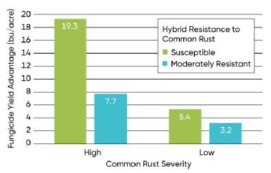 Average fungicide yield response of hybrids with low resistance (3 on a 1-9 scale) and moderate resistance (4-6) to common rust in Pioneer small-plot trials.