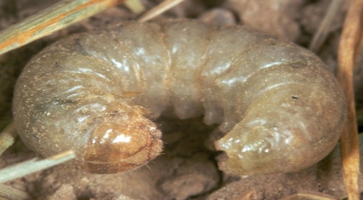 Pale Western Cutworm
