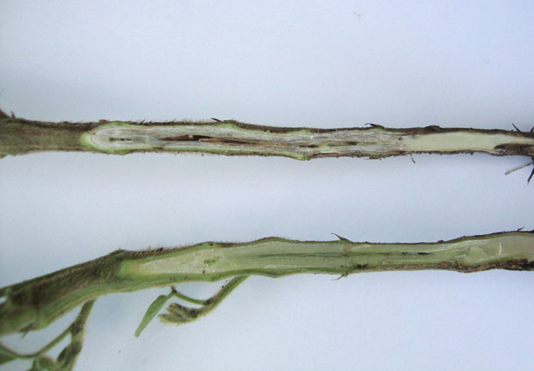 La tige fendue affiche une décoloration brune due à une infection par Phytophthora