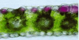 cross section of corn leaf tissue illustrates the accumulation of anthocyanin pigments