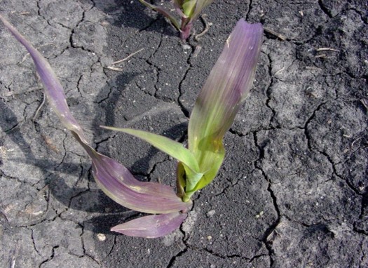 Corn seedling showing purple color due to phosphorus deficiency