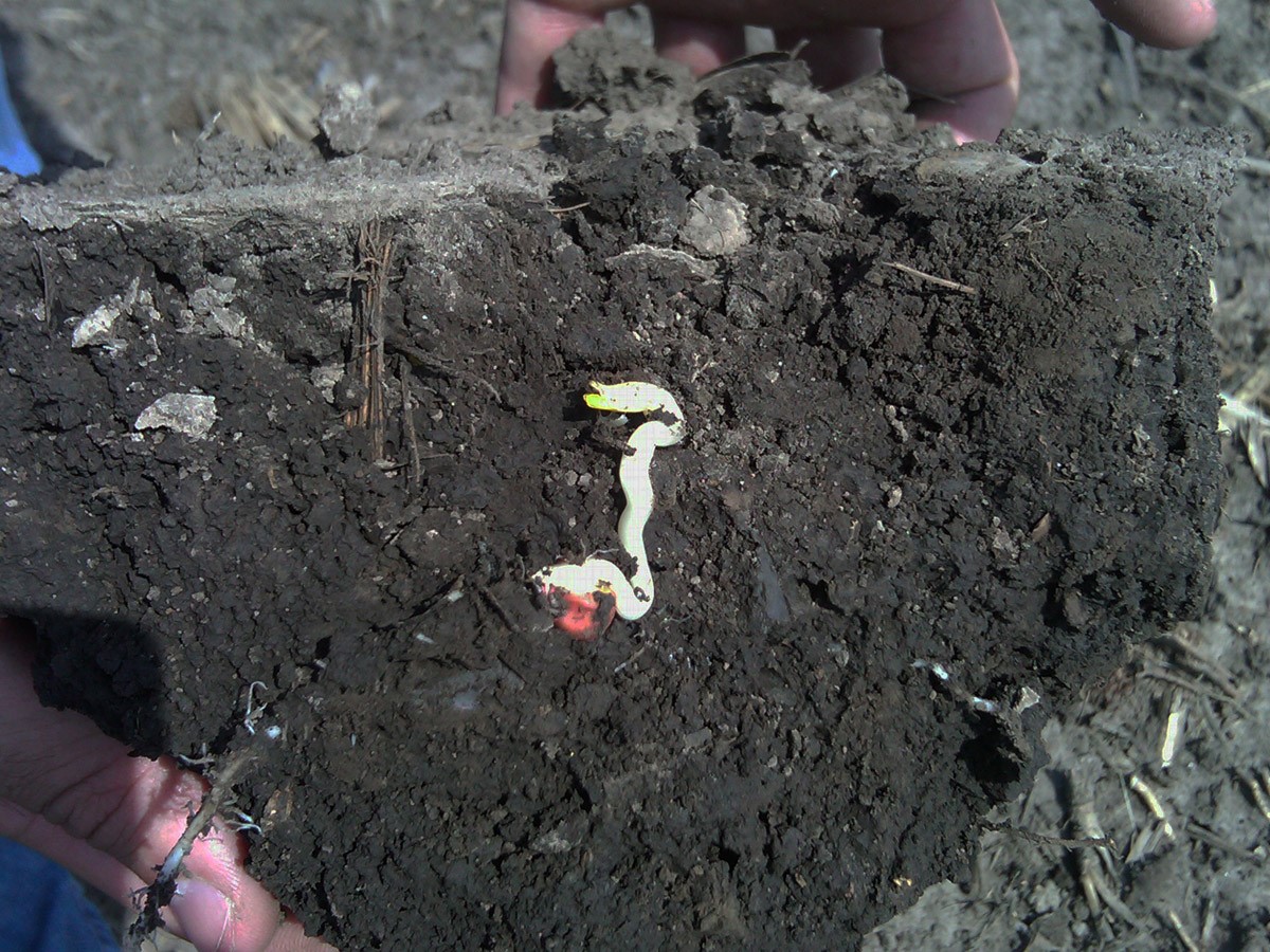 Corn seedling that has failed to emerge due to prolonged cold stress and compacted soil conditions.