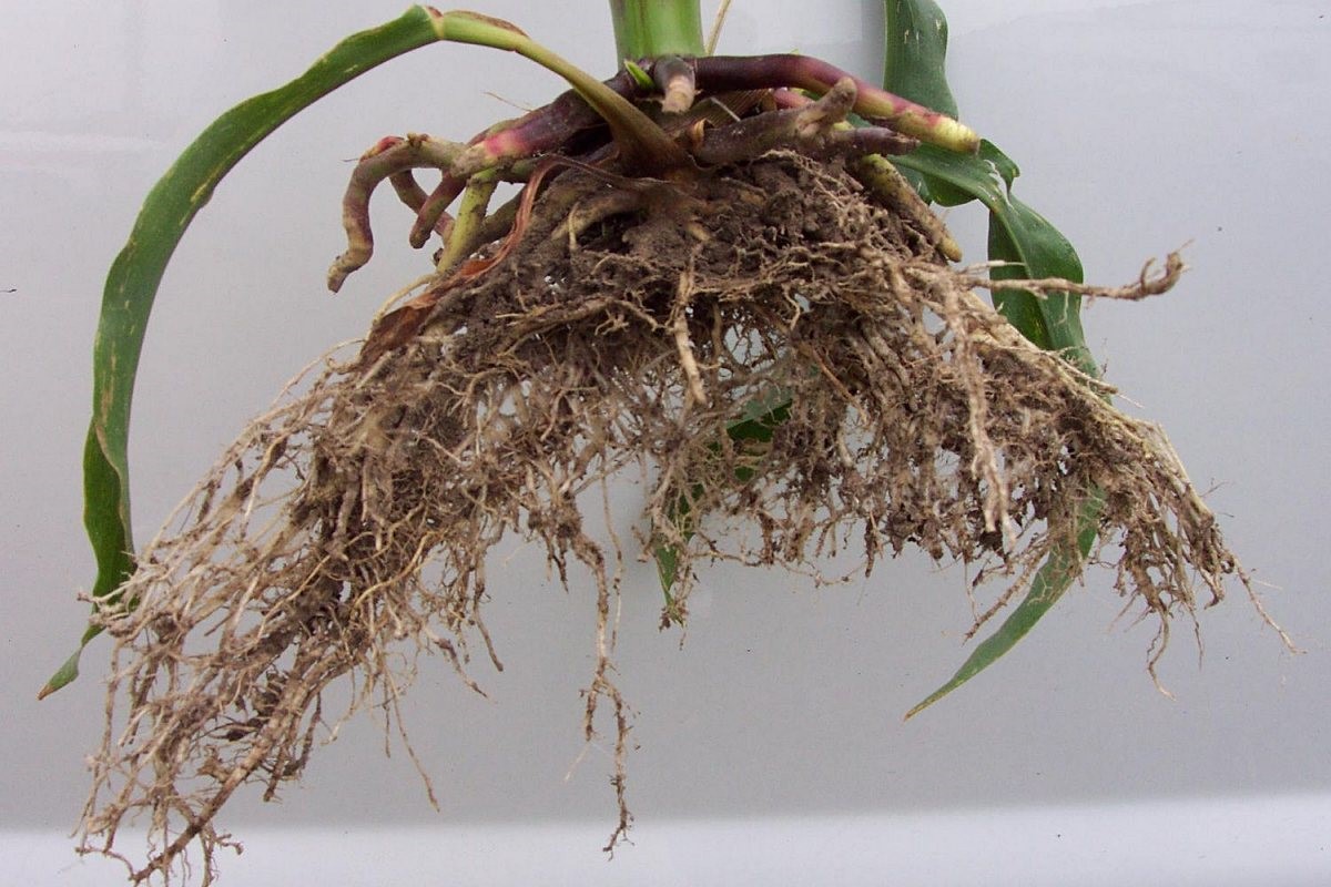 Corn roots showing the effects of sidewall compaction due to wet field conditions at planting.