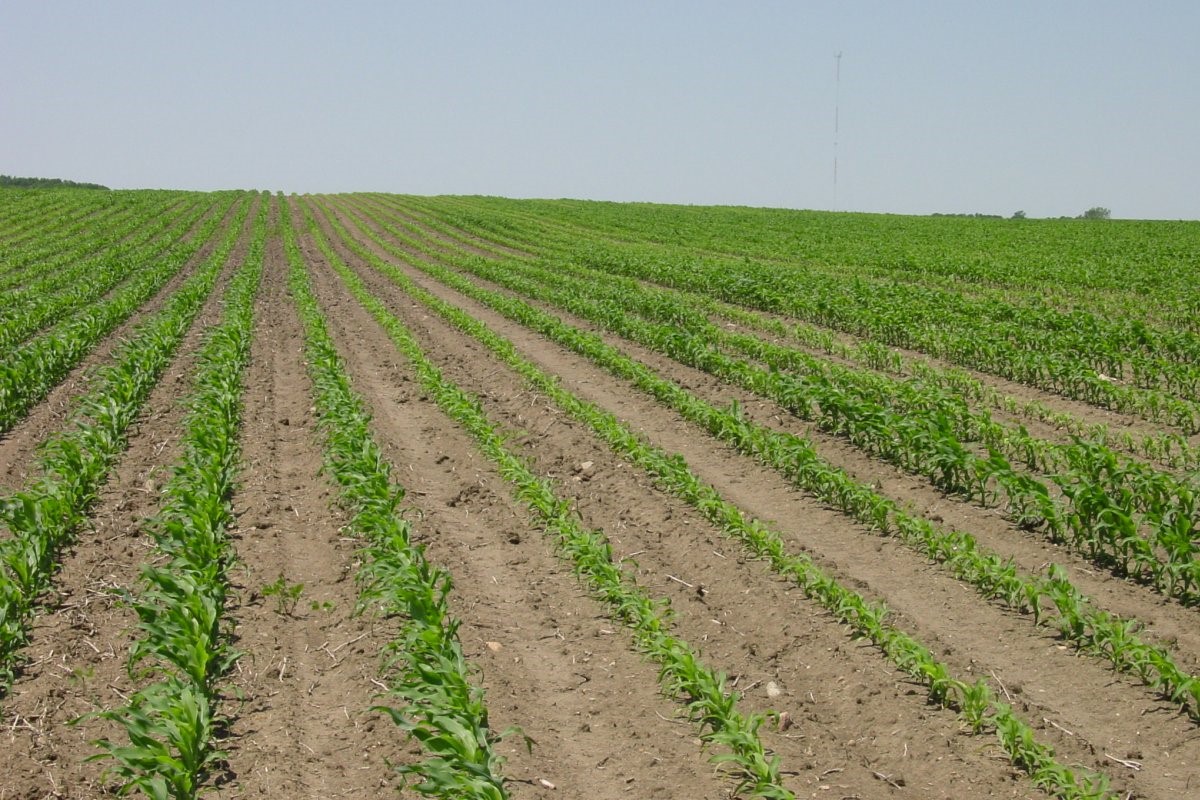 Corn field with uneven emergence due to compaction in wheel tracks.
