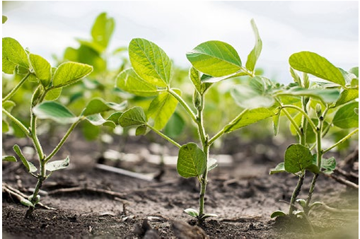 soybeans in soil
