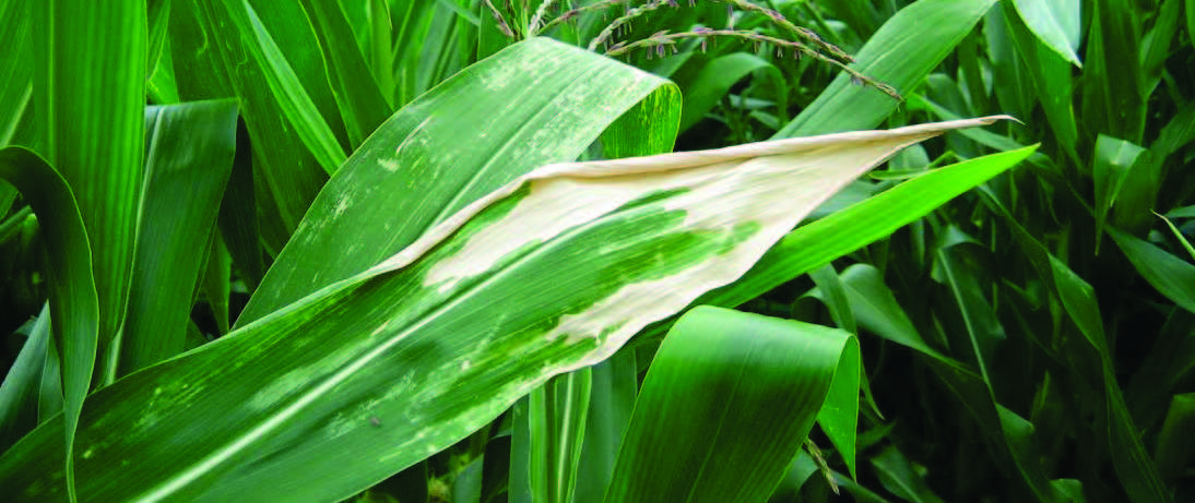 Sunscald injury to a corn leaf tip.