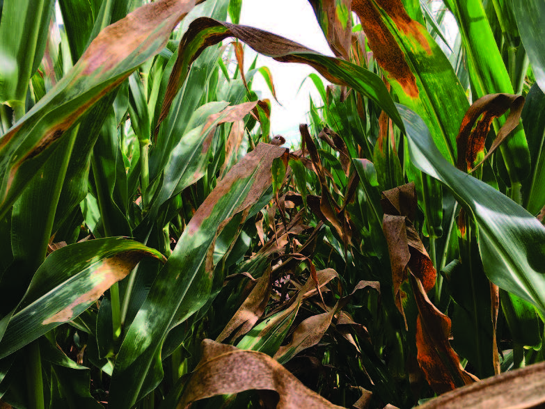 Graves dommages dus à l’insolation de tout le couvert végétal du maïs 