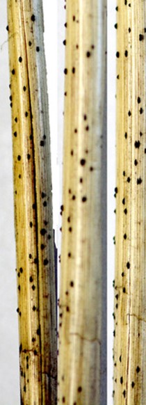 speckled wheat stems from tan spot of wheat
