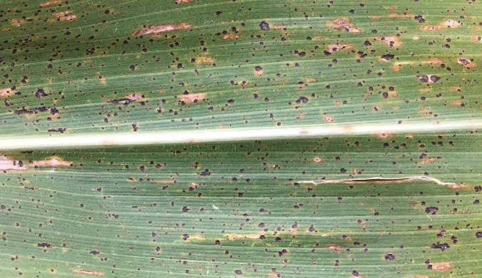 A corn leaf with tar spot symptoms.