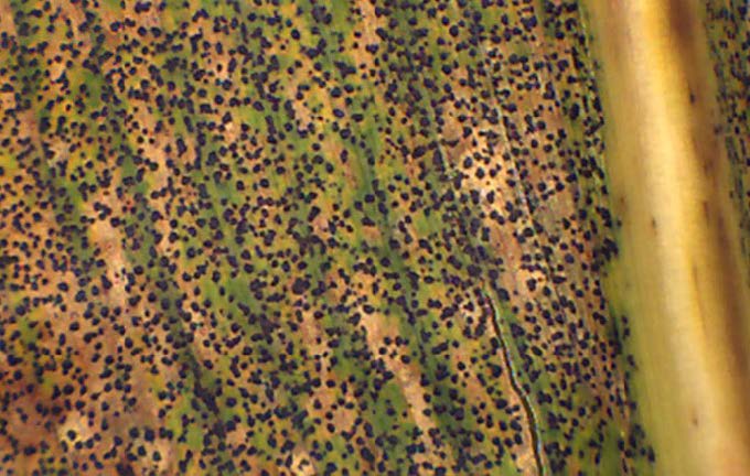 Corn leaf under magnification showing dense coverage with tar spot ascomata.