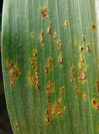  Corn leaf with common rust spores showing jagged edges around the pustules