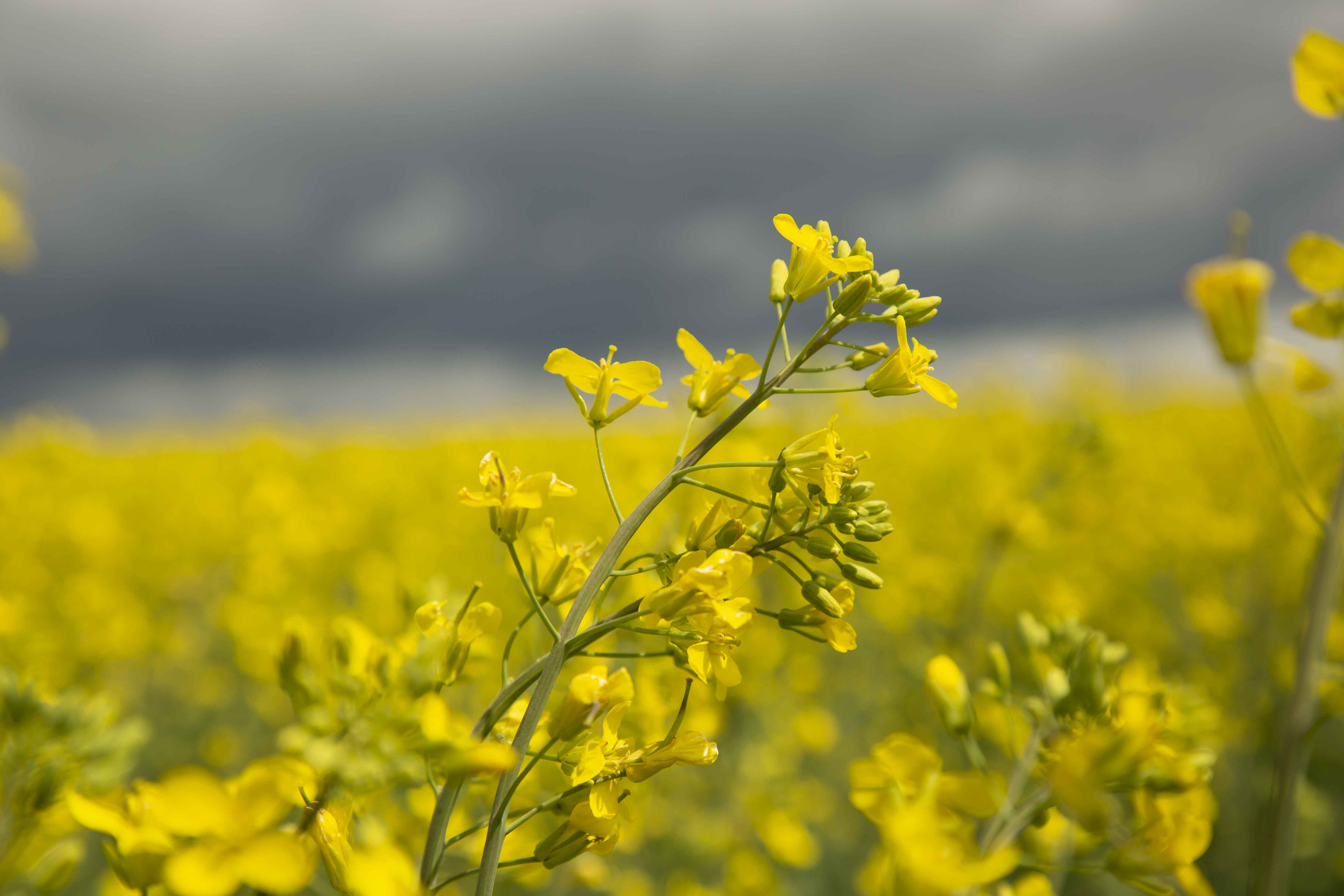 canola in field