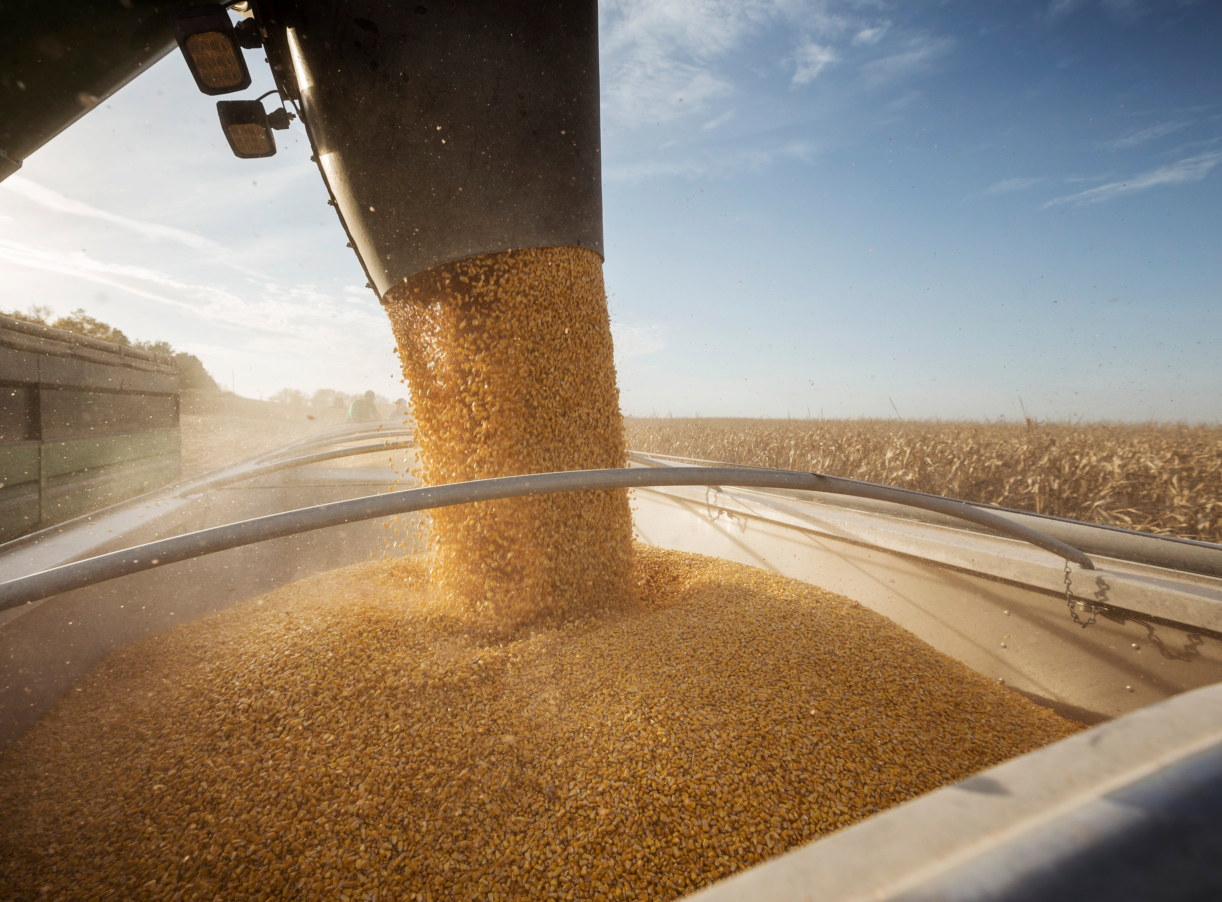corn seed bags