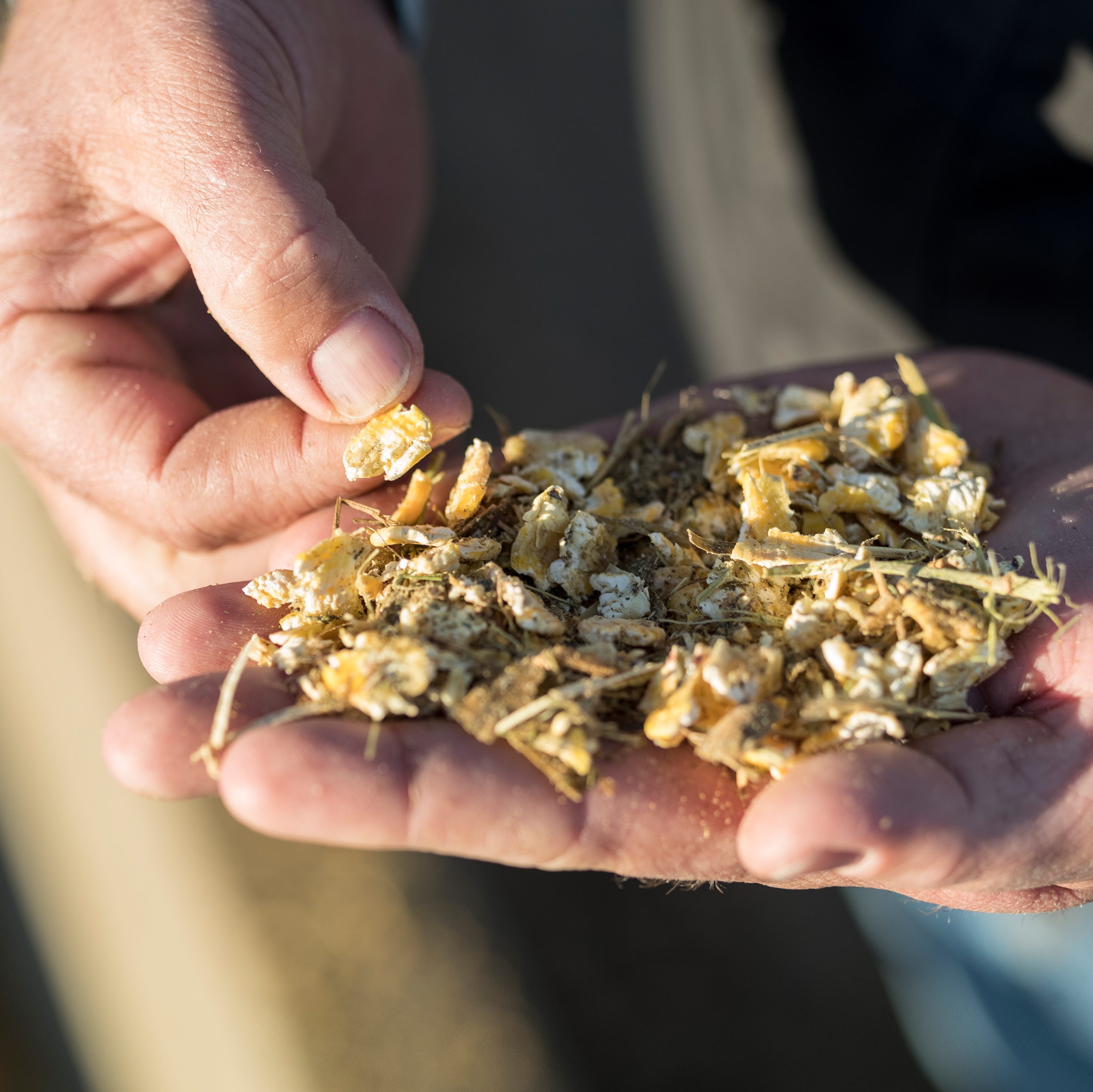 silage corn