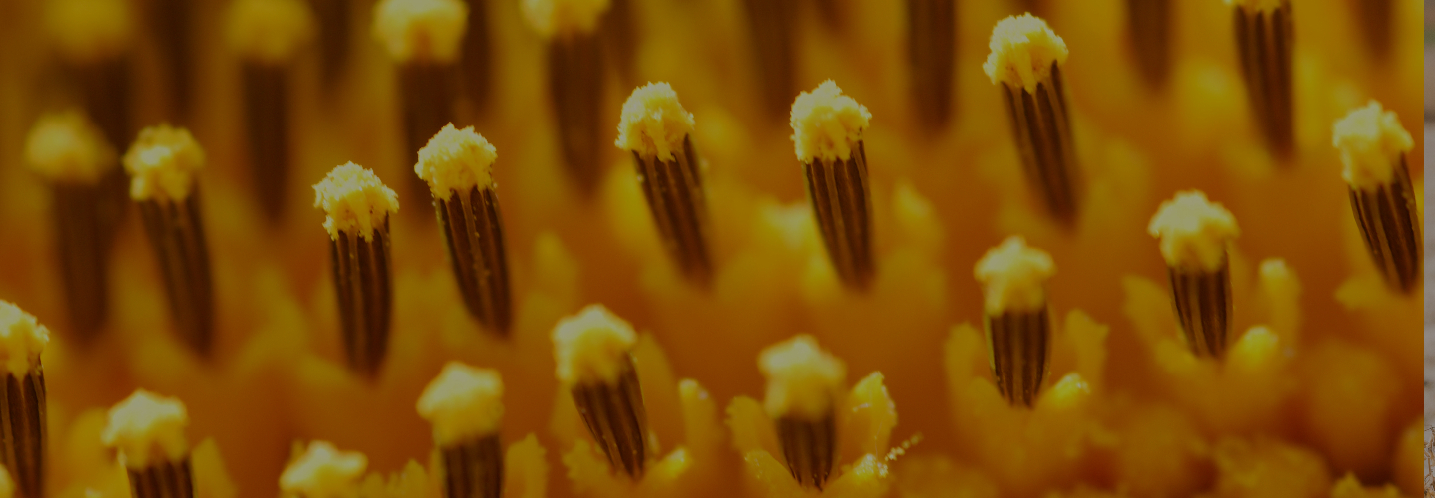 sunflower close up