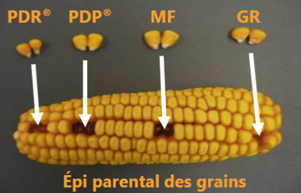 Parent du grain montrant l’origine des différents types de grains sur l’épi.