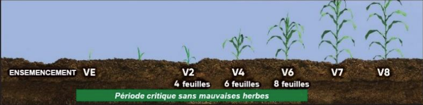 La période critique de maîtrise des mauvaises herbes dans le maïs (VE -V6).