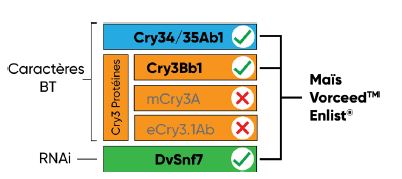Le maïs Vorceed Enlist contient trois modes d’action de protection contre la CRM : deux caractères Bt (Cry3Bb1 et Cry34/35Ab1) et l’ARNi (DvSnf7).