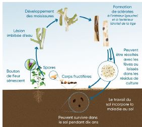 Cycle de vie de la moisissure blanche dans le soya
