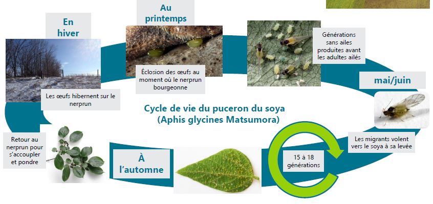 Cycle de vie du puceron du soya (Aphis glycines Matsumora)