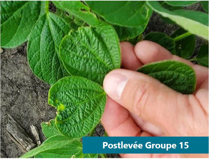 Plants de soya présentant les symptômes caractéristiques des dommages causés par les herbicides du groupe 15. Les nervures médianes sont raccourcies, ce qui donne des folioles en forme de cœur.