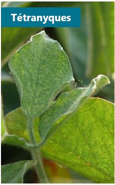 Voilement et pointillage des feuilles de soya causés par les tétranyques