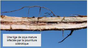 Une tige de soya mature infectée par la pourriture sclérotique