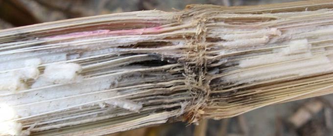 Photo - Corn stalk depicting both anthracnose and Gibberella stalk rot.