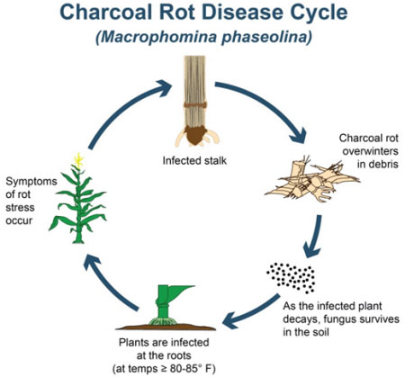 Charcoal rot disease cycle in corn